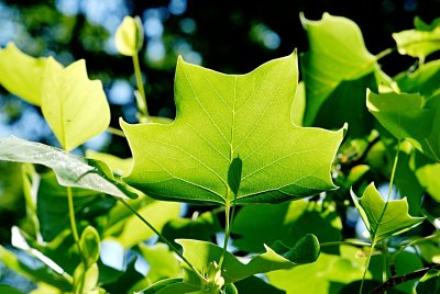 Liriodendron tulipifera - liliovník tulipánokvětý - letní list s žilnatinou (77)